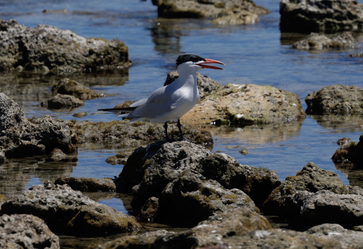Txenada mokogorria - ML644302961