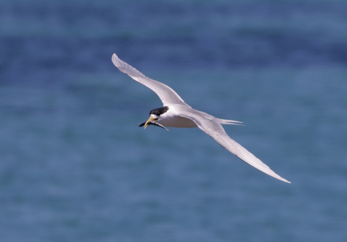 Great Crested Tern - ML644302962