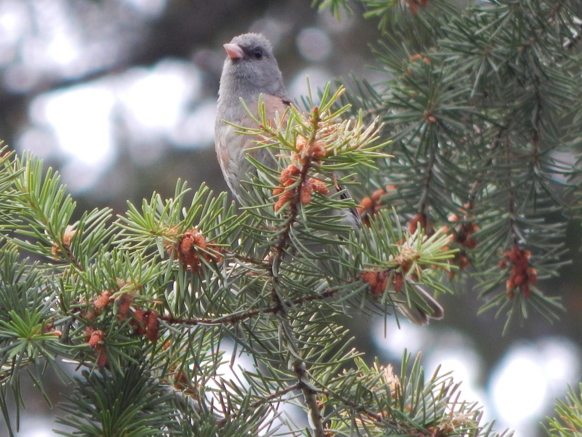 Dark-eyed Junco (Pink-sided) - ML644302963