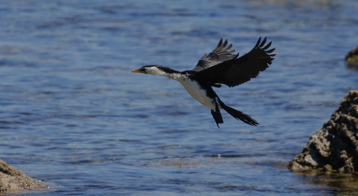 Little Pied Cormorant - ML644302964