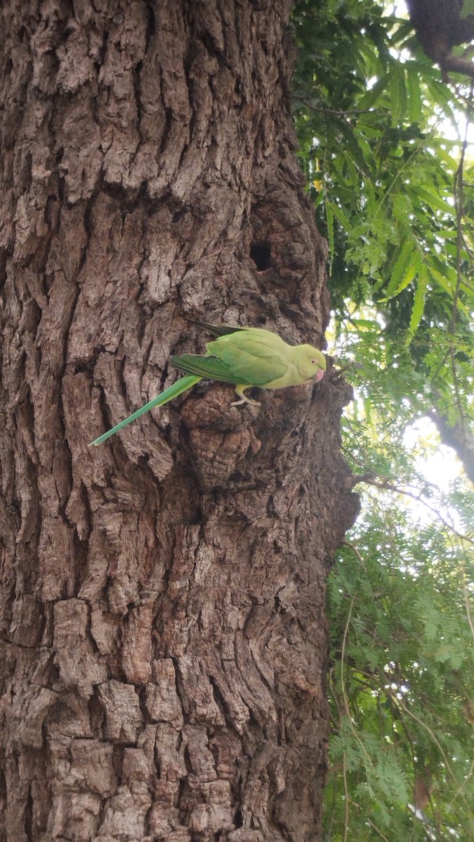 Papagai lepokoduna - ML644302967
