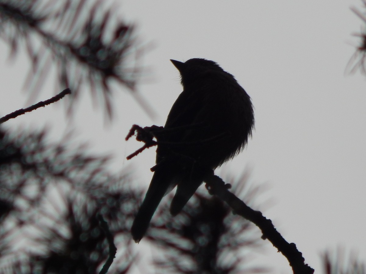 Hammond's Flycatcher - ML644302968