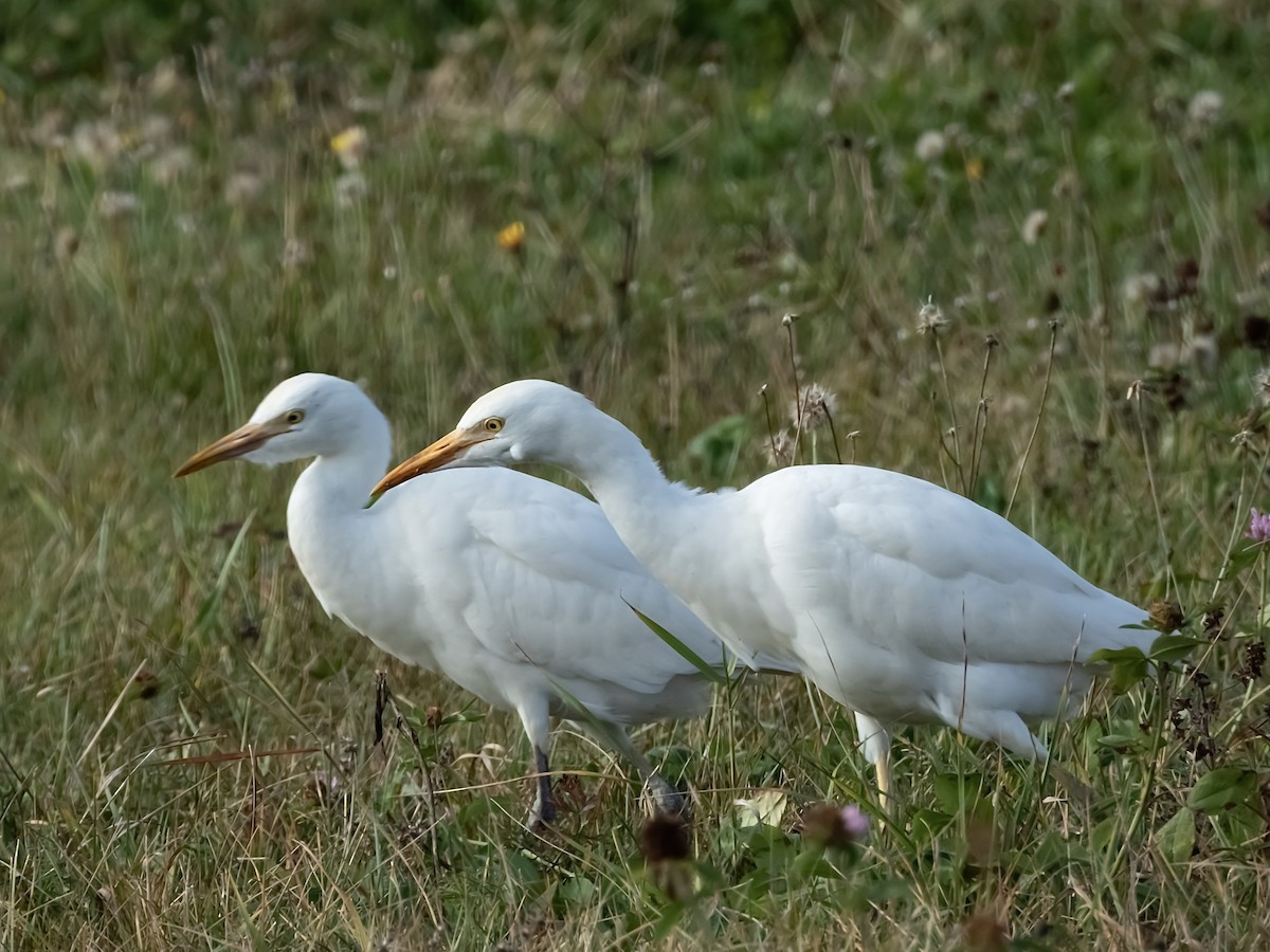 Koartzatxo itzaina - ML644302969