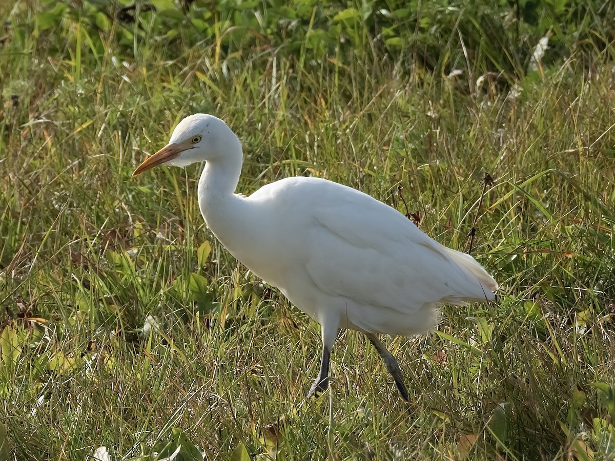 Koartzatxo itzaina - ML644302970