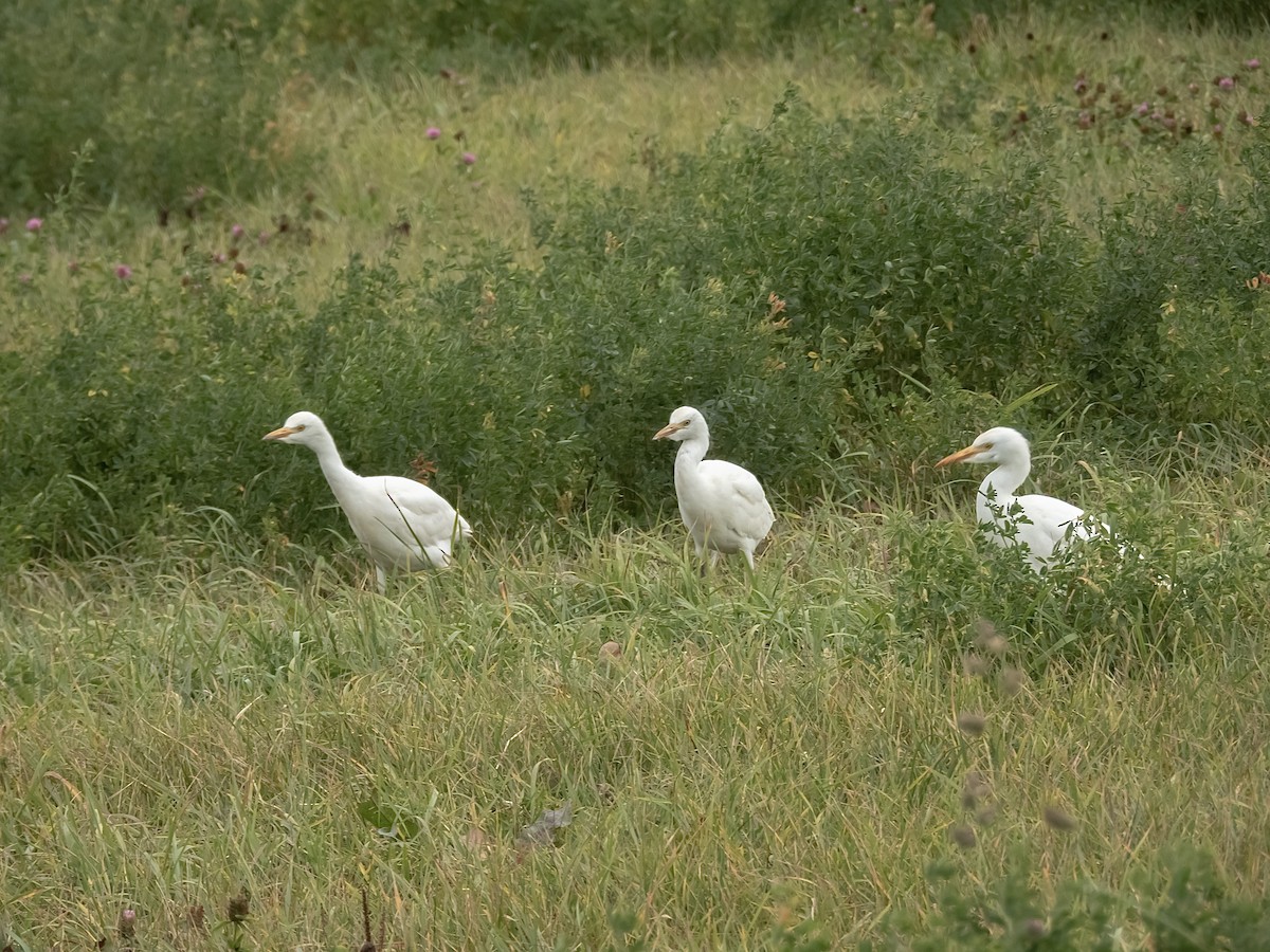 Koartzatxo itzaina - ML644302971