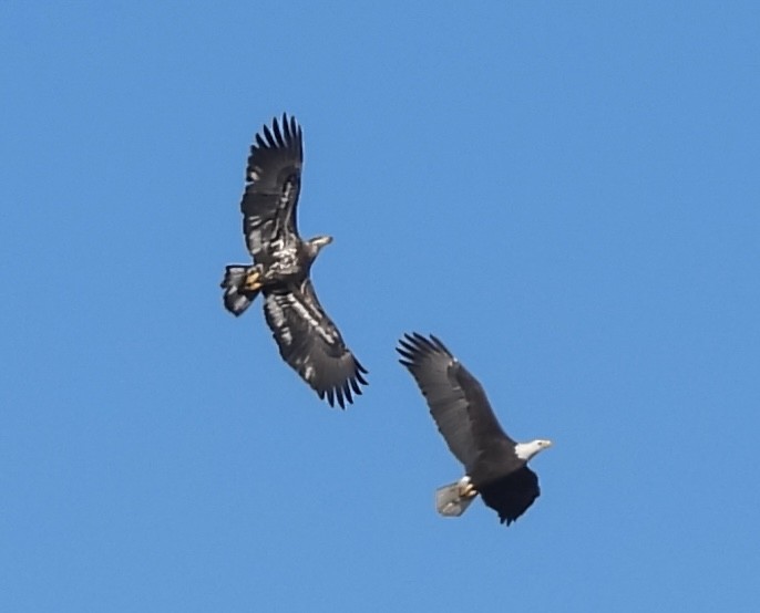 Itsas arrano buruzuria - ML644302975