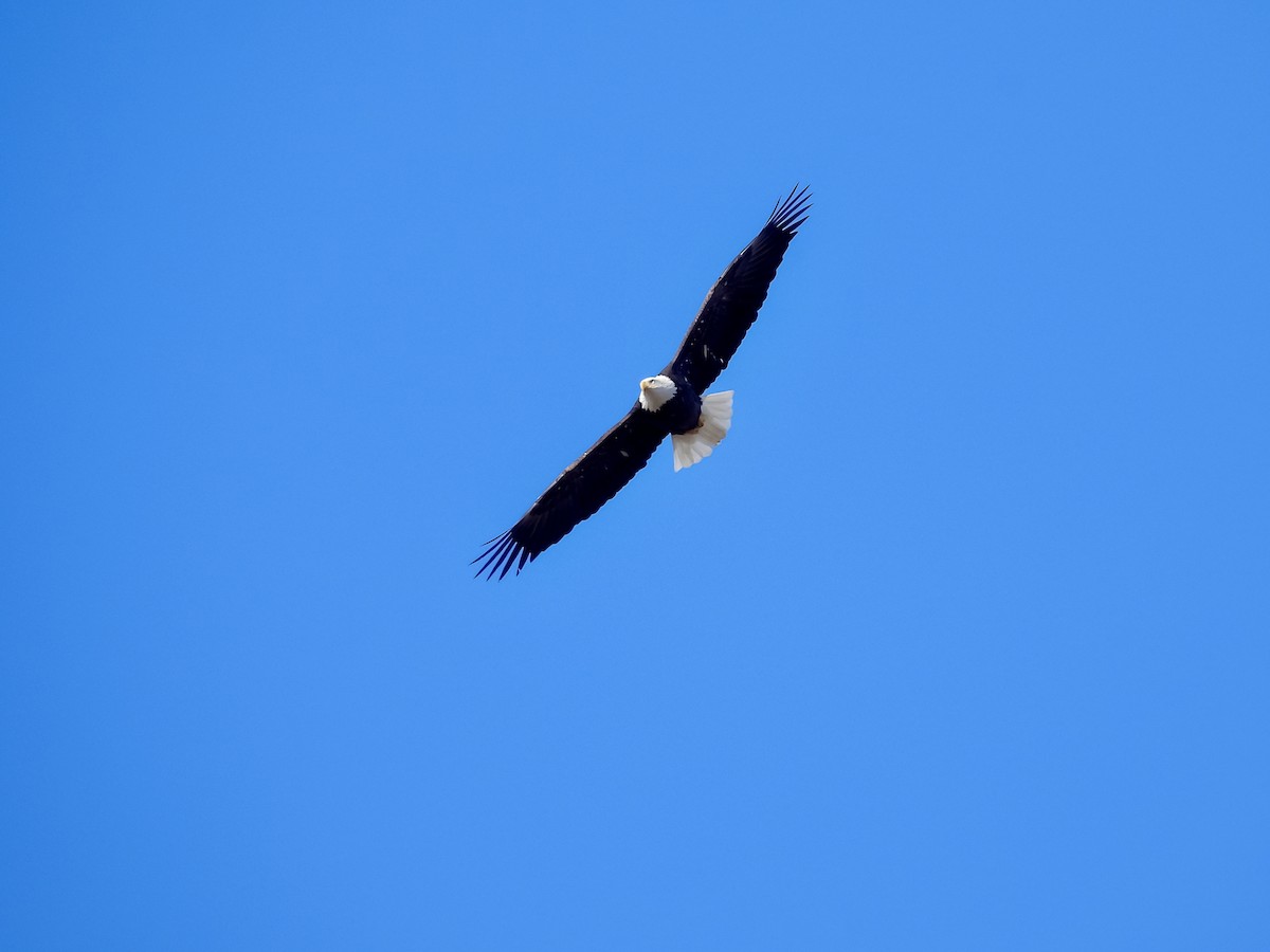 Itsas arrano buruzuria - ML644302976