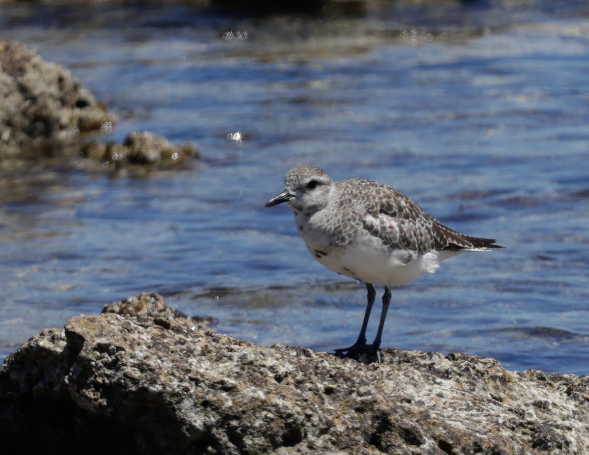 Txirri grisa - ML644302978