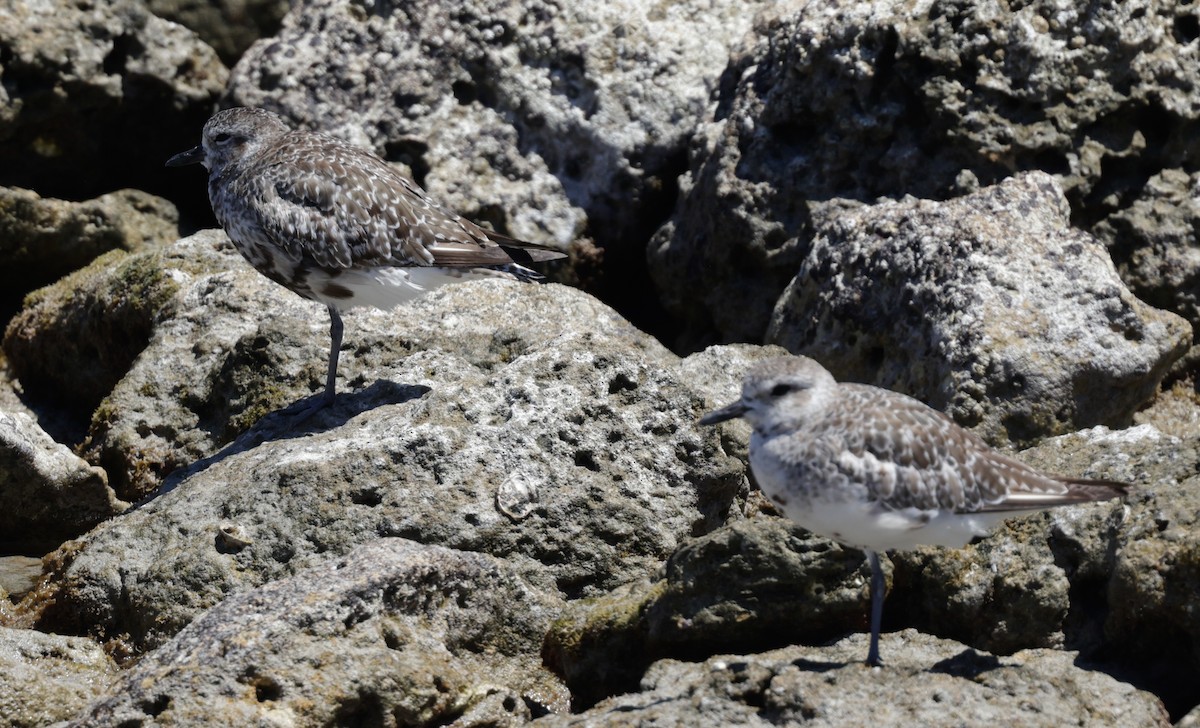 Txirri grisa - ML644302979