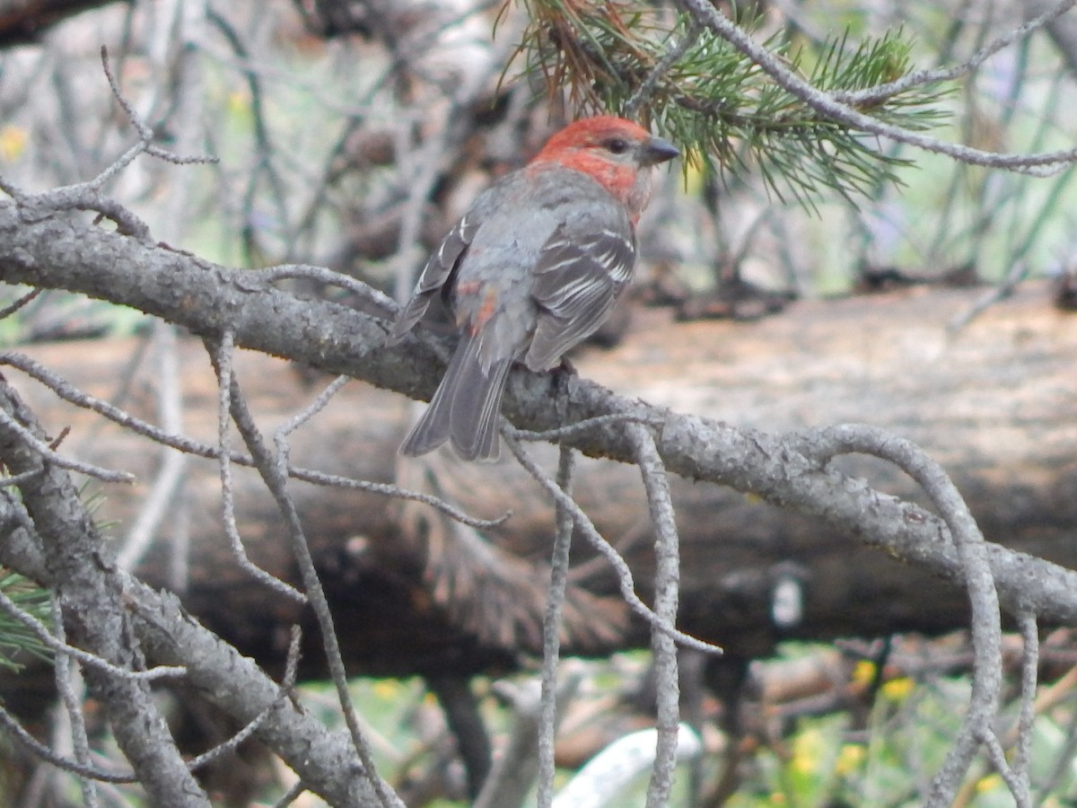 Pinu-gailupa - ML644302983