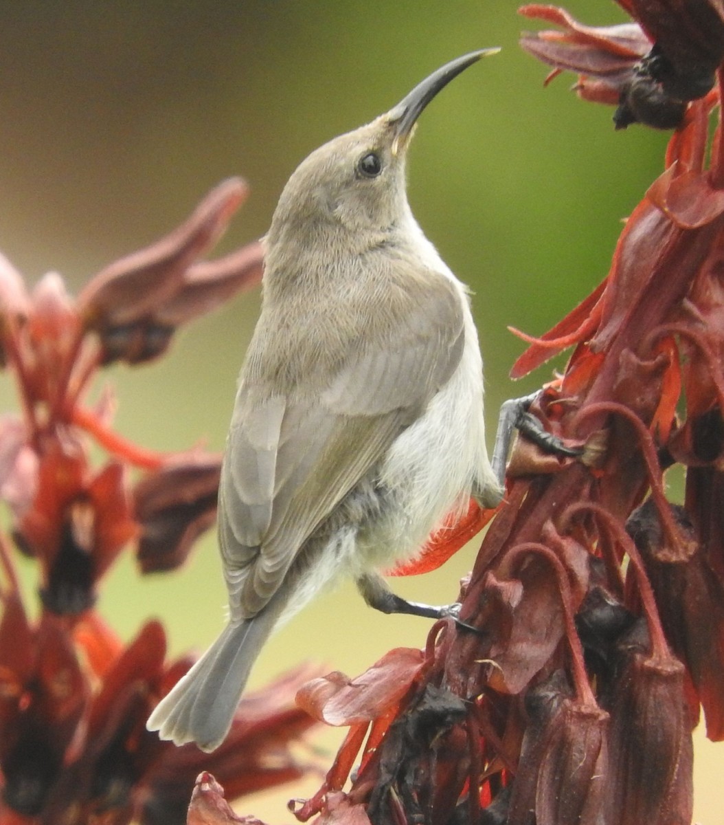 Southern Double-collared Sunbird - ML644303004