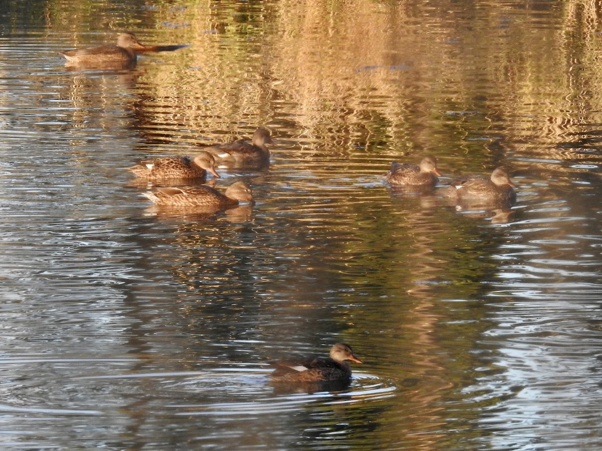 Нерозень - ML644303008