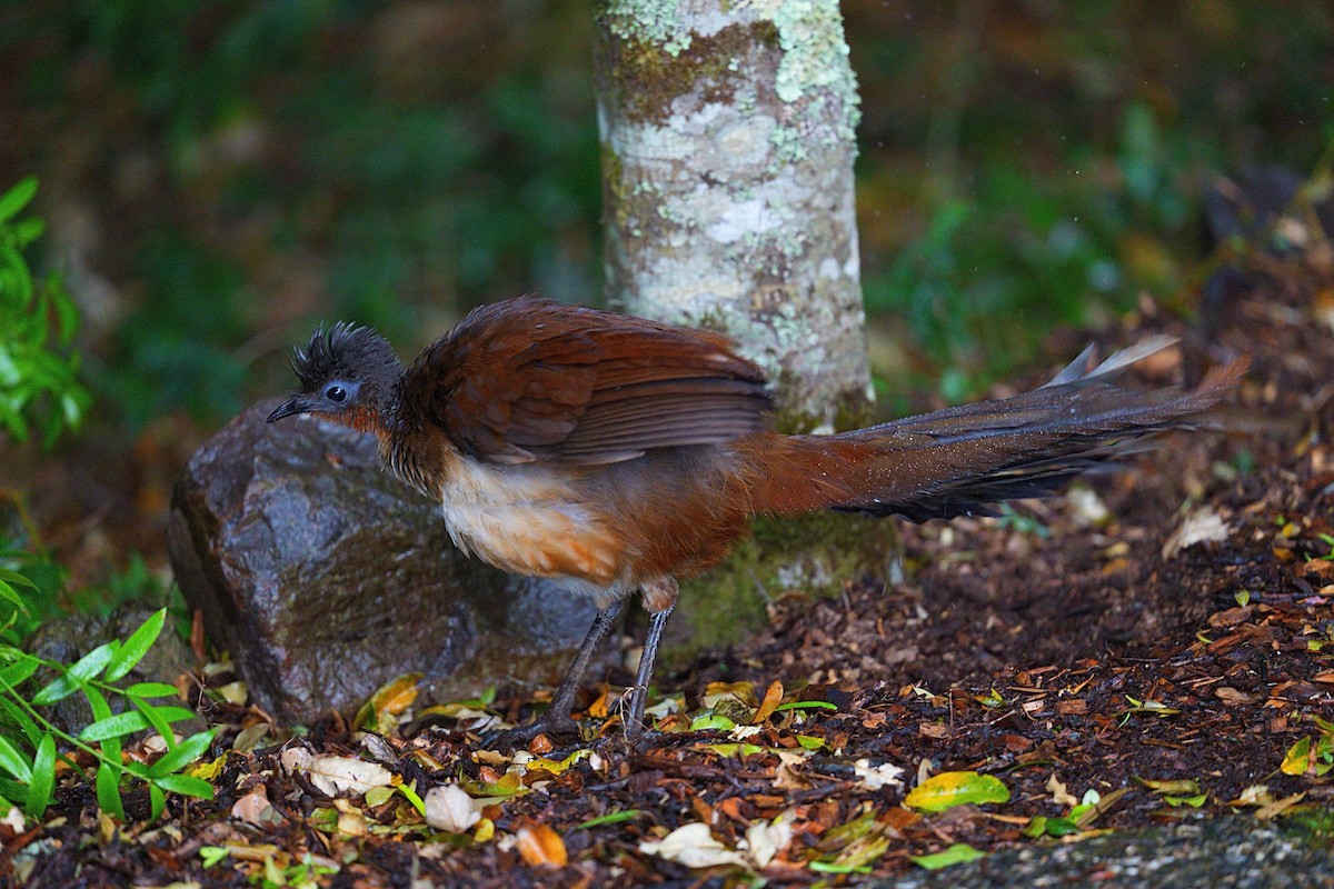 Albert's Lyrebird - ML644303011