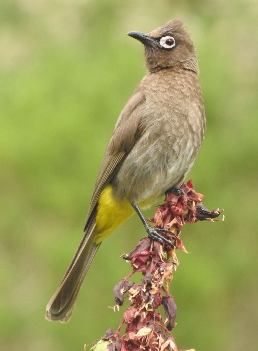 Bulbul du Cap - ML644303013