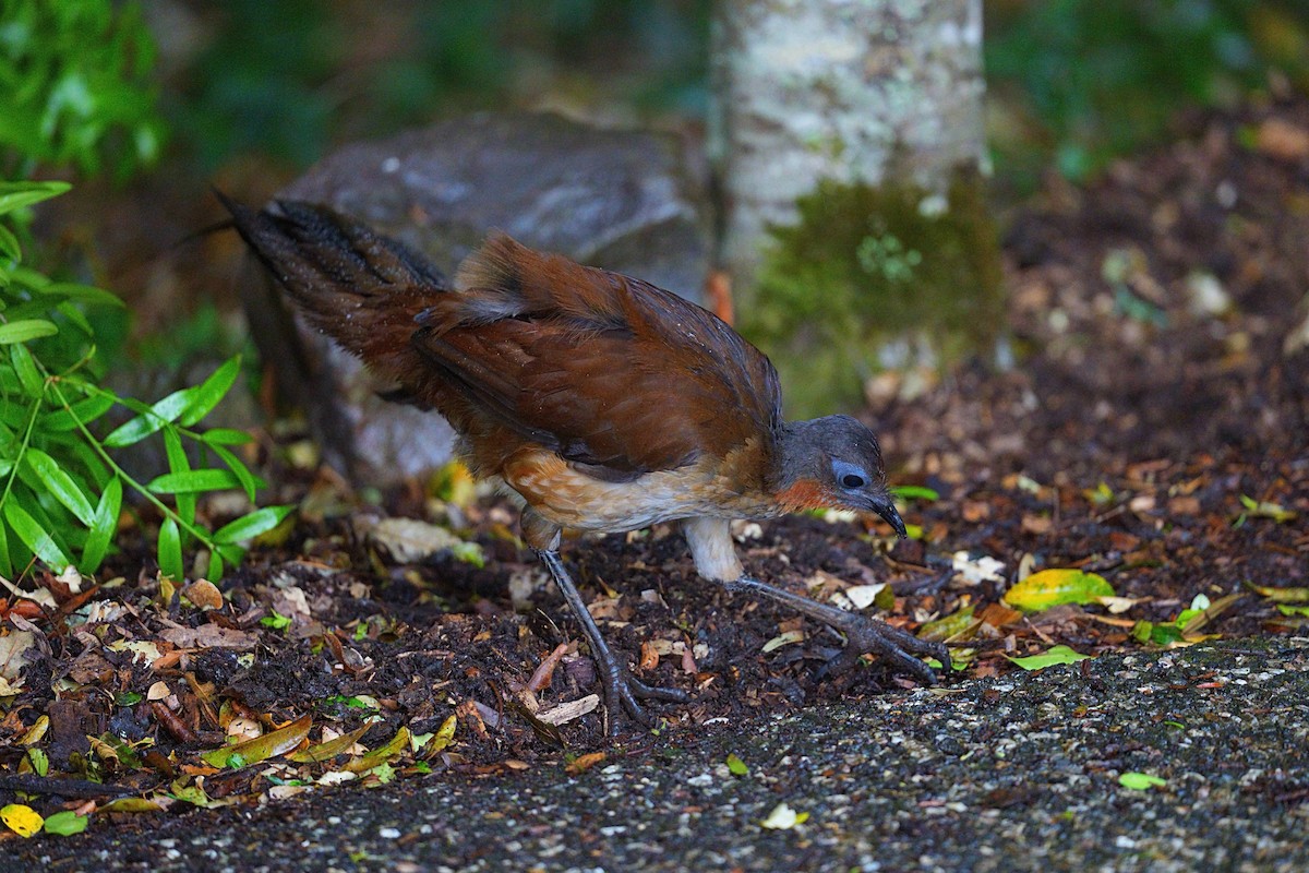 Albert's Lyrebird - ML644303019