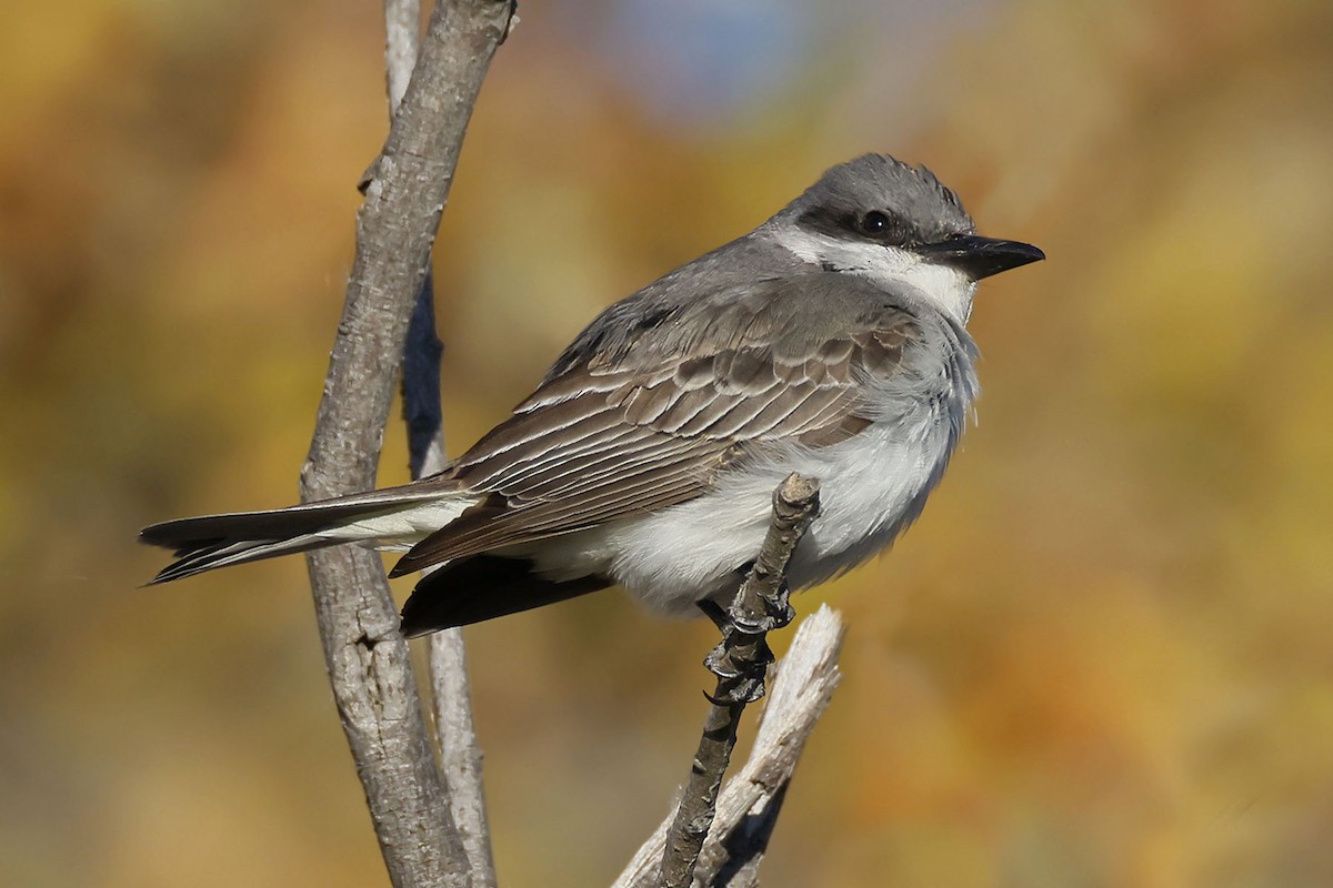 Gray Kingbird - ML644303021