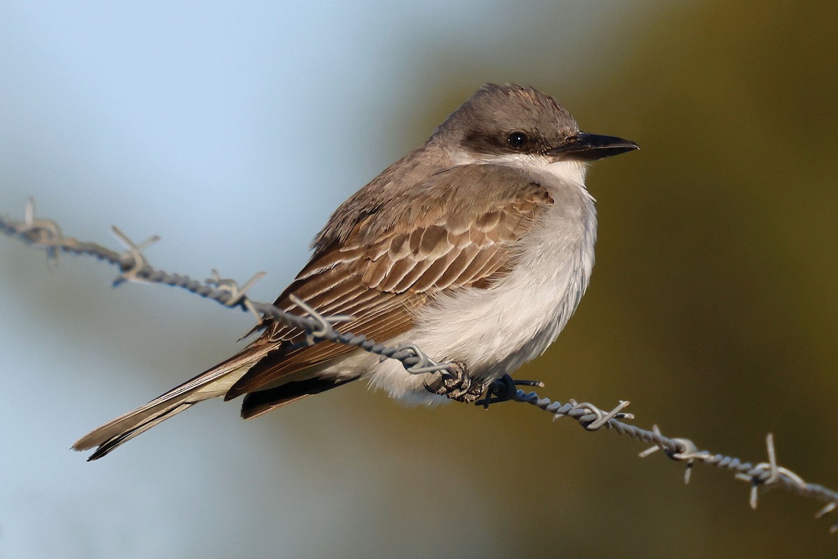 Gray Kingbird - ML644303022