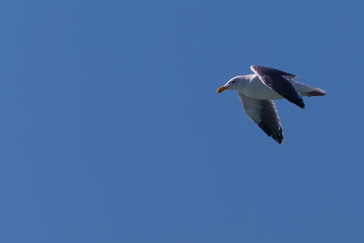 アメリカオオセグロカモメ - ML644303031