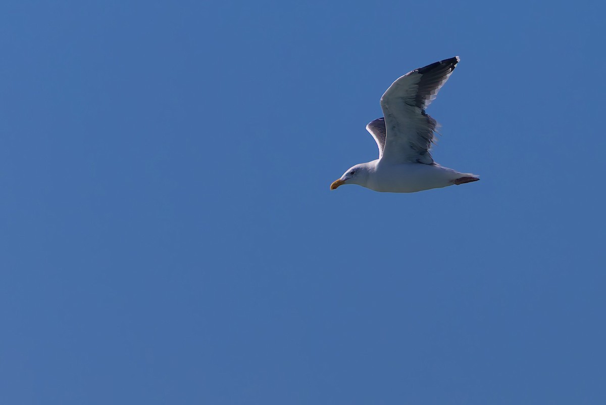 アメリカオオセグロカモメ - ML644303032