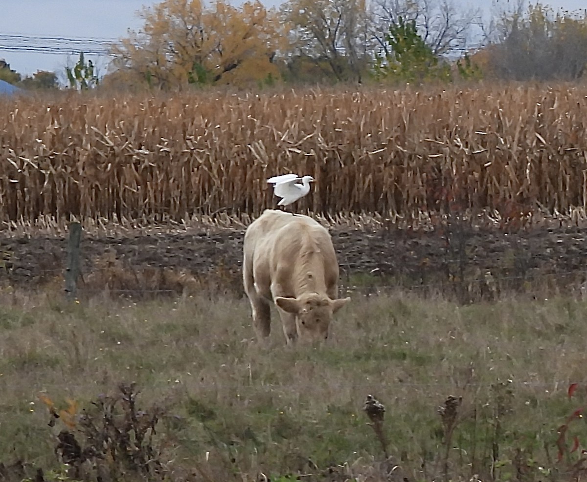 Kuhreiher - ML644303051