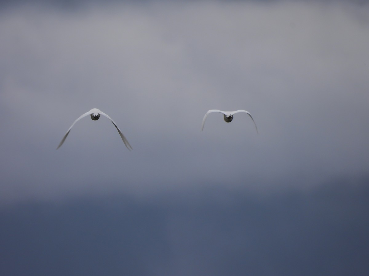 Kuhreiher - ML644303052