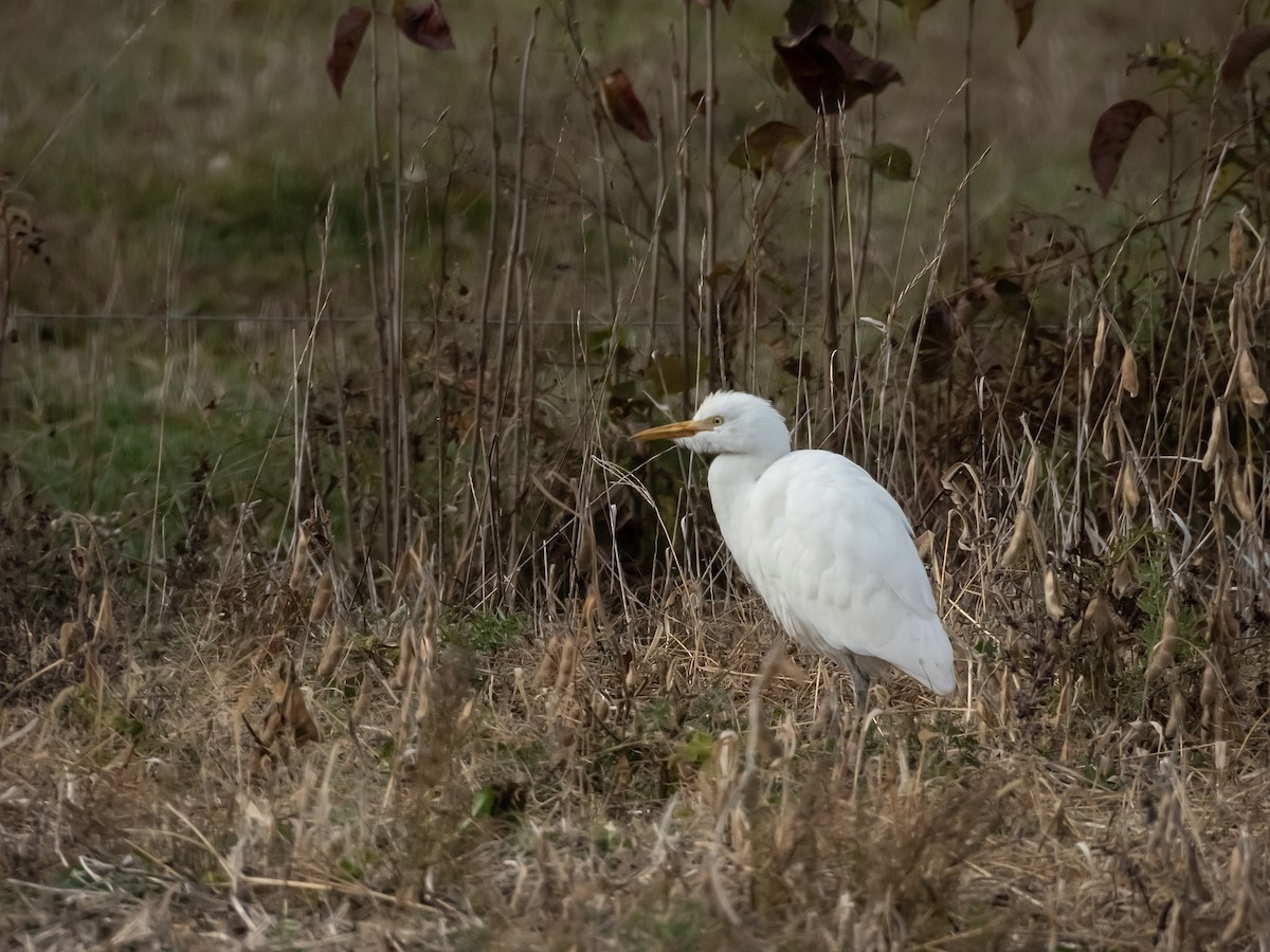 Kuhreiher - ML644303054