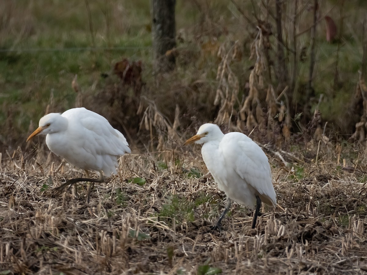 Kuhreiher - ML644303055