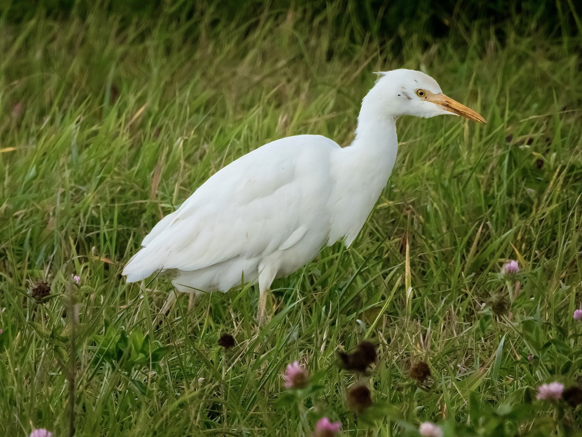 Kuhreiher - ML644303057