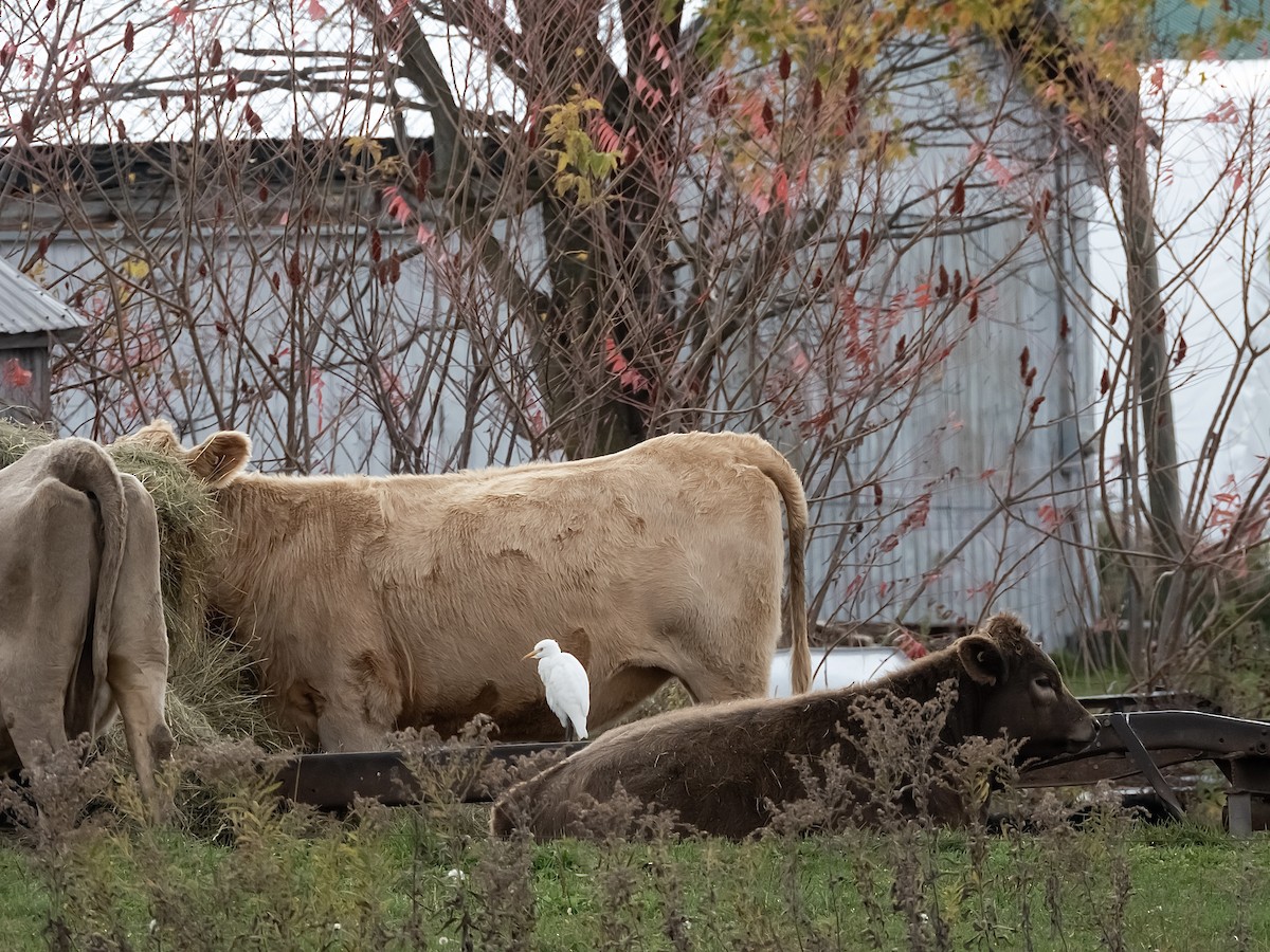 Kuhreiher - ML644303058