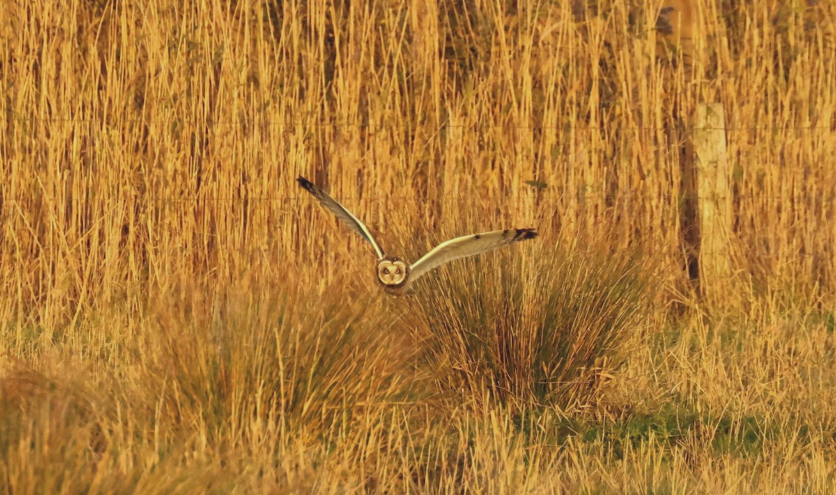 Short-eared Owl - ML644303059