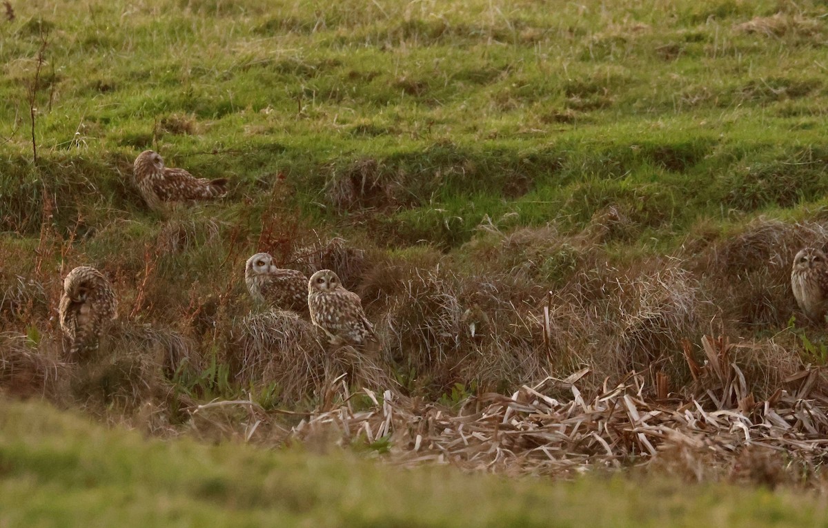 Short-eared Owl - ML644303060