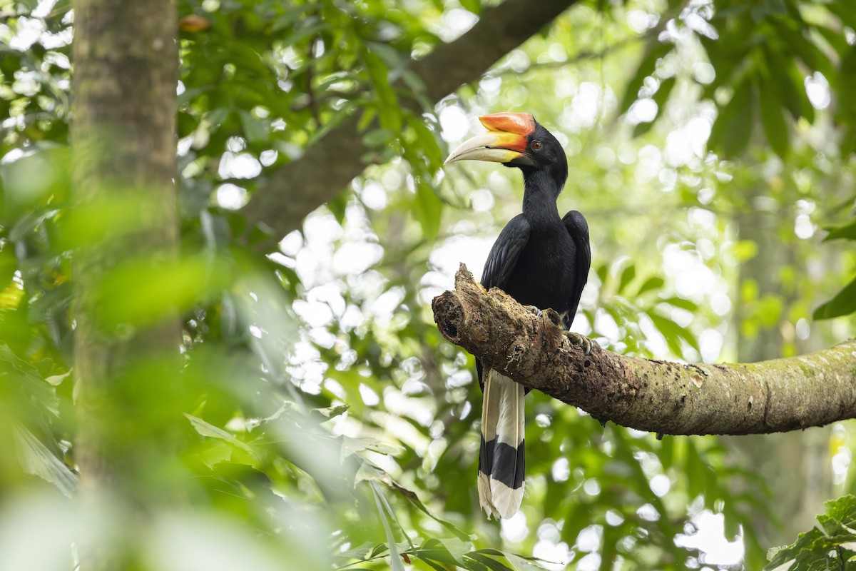 Rhinoceros Hornbill - ML644303062