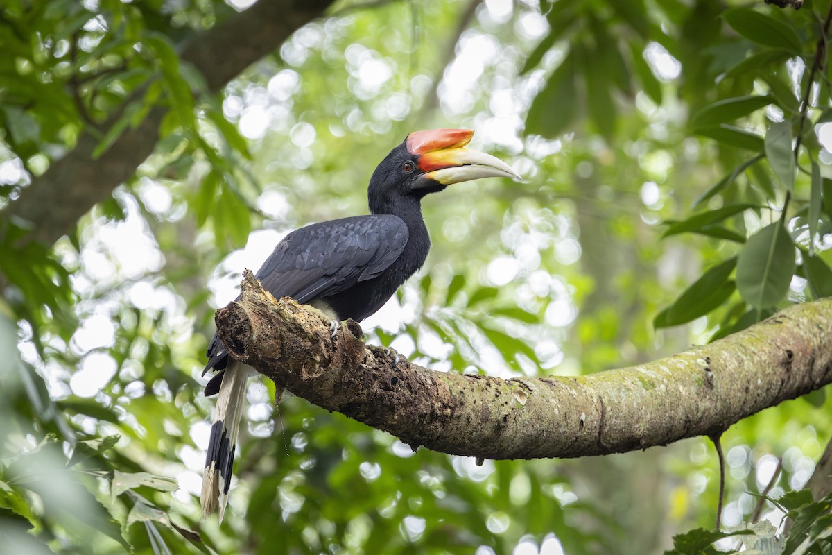 Rhinoceros Hornbill - ML644303063
