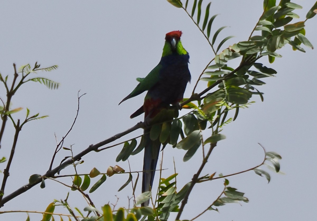 Red-capped Parrot - ML644303105
