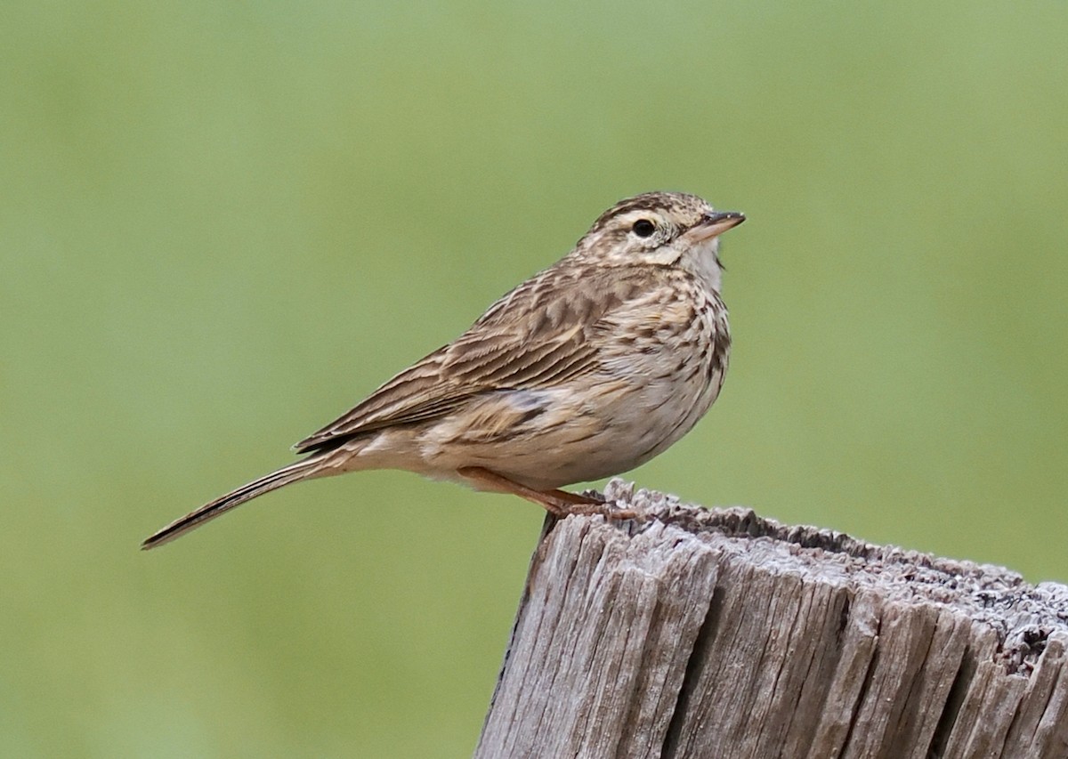 Australian Pipit - ML644303116