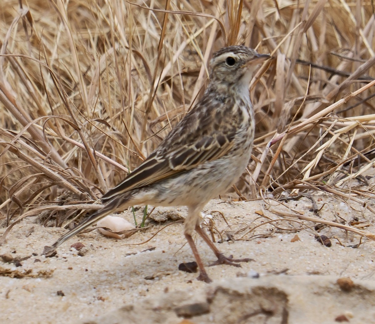 Australian Pipit - ML644303117