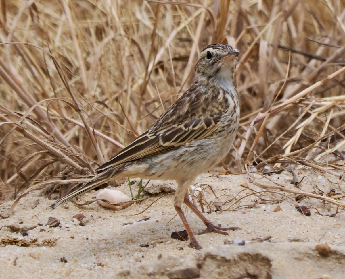 Australian Pipit - ML644303118