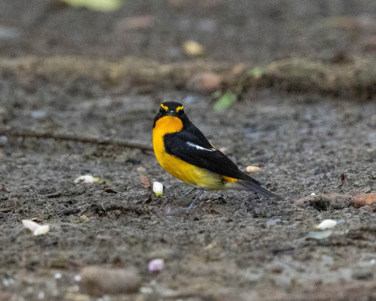 Narcissus Flycatcher - ML644303122