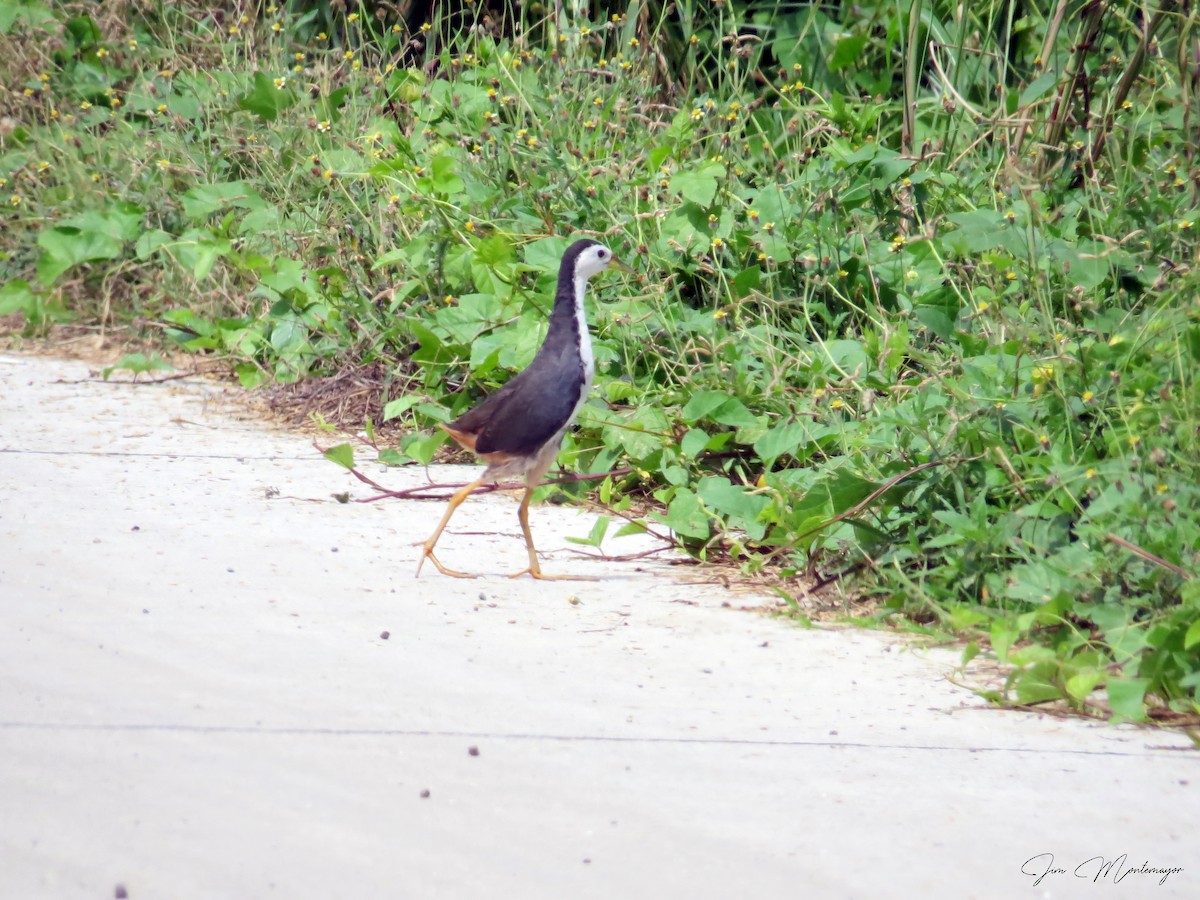 White-breasted Waterhen - ML644303132