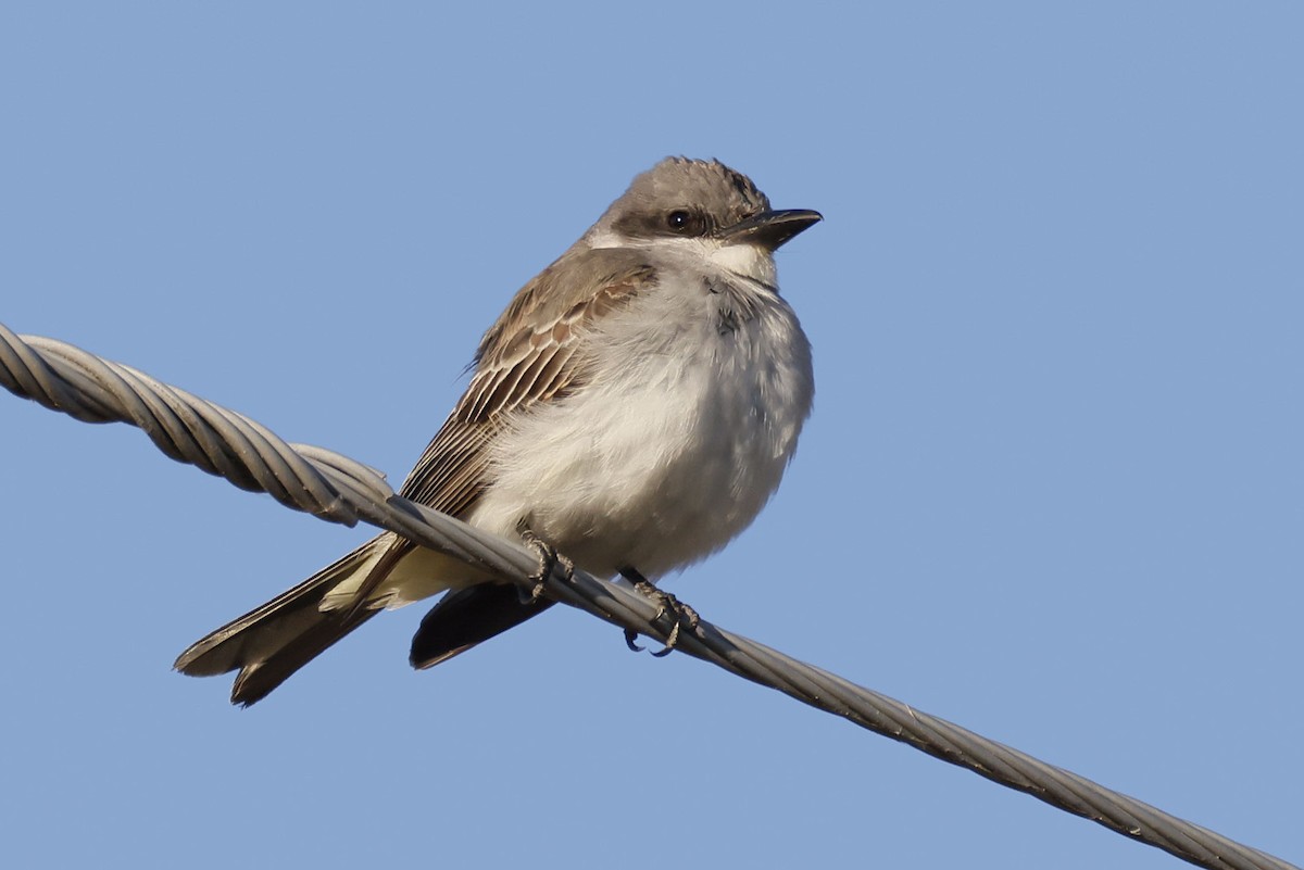 Gray Kingbird - ML644303134