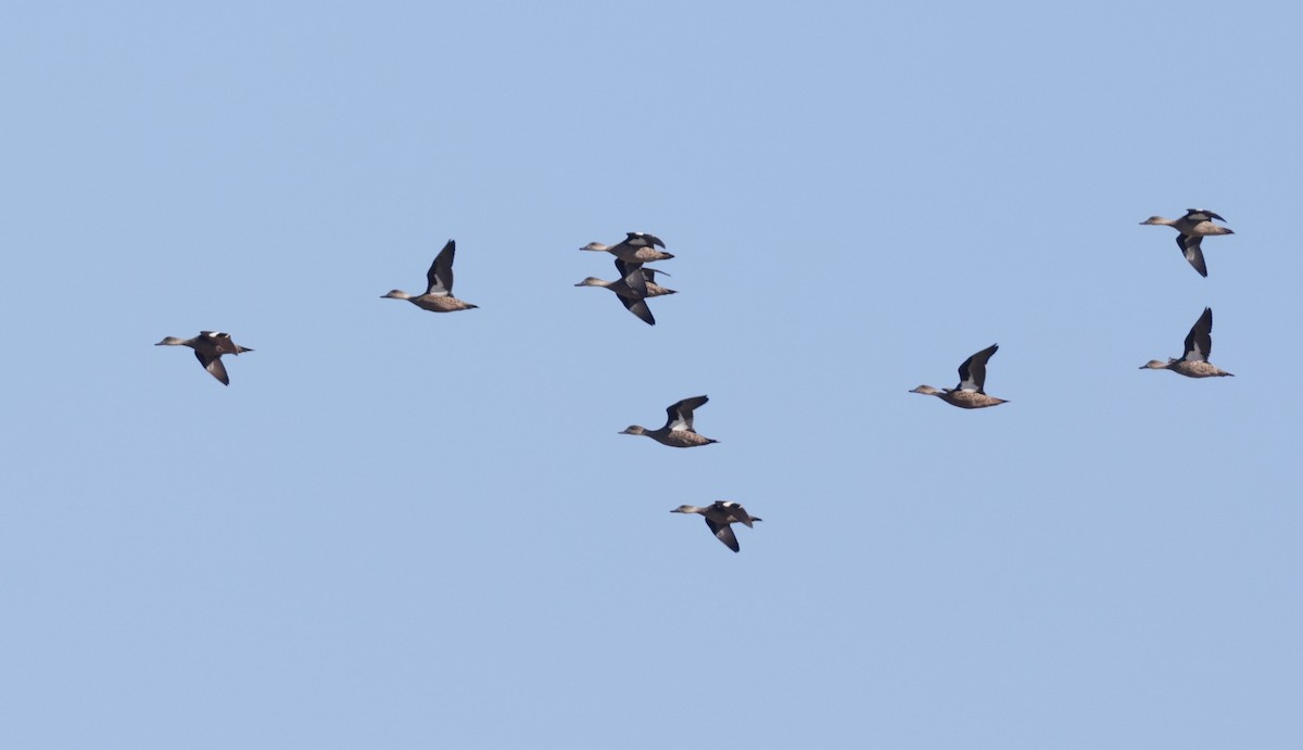 ハイイロコガモ - ML644303146