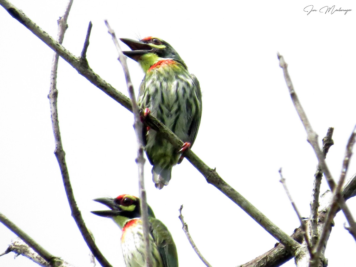 Al Göğüslü Barbet - ML644303148