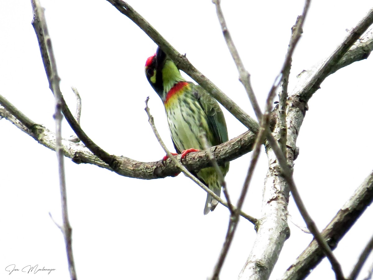 Coppersmith Barbet - ML644303149