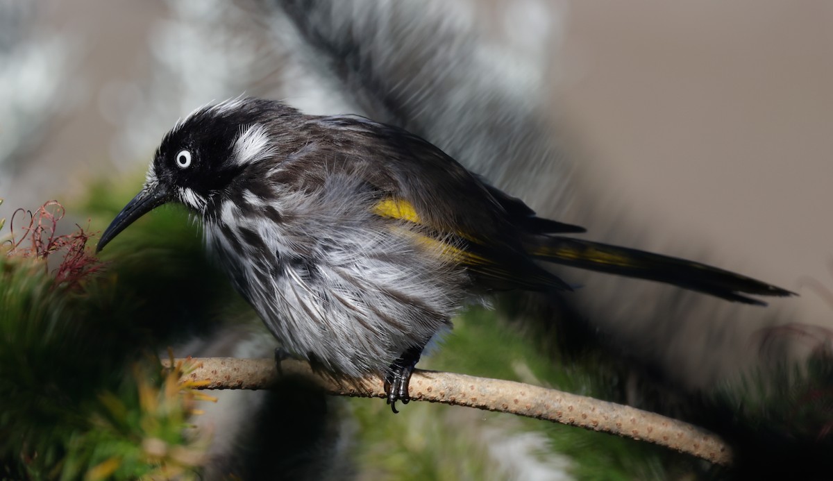 New Holland Honeyeater - ML644303155