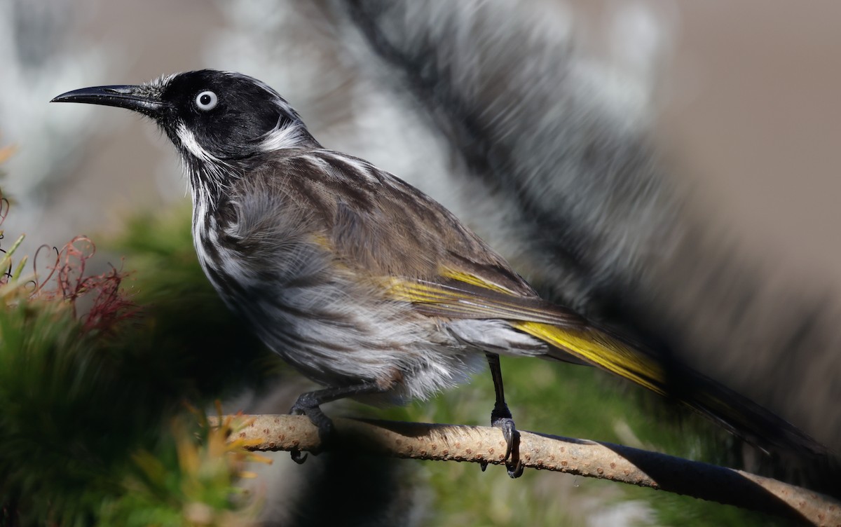 New Holland Honeyeater - ML644303159