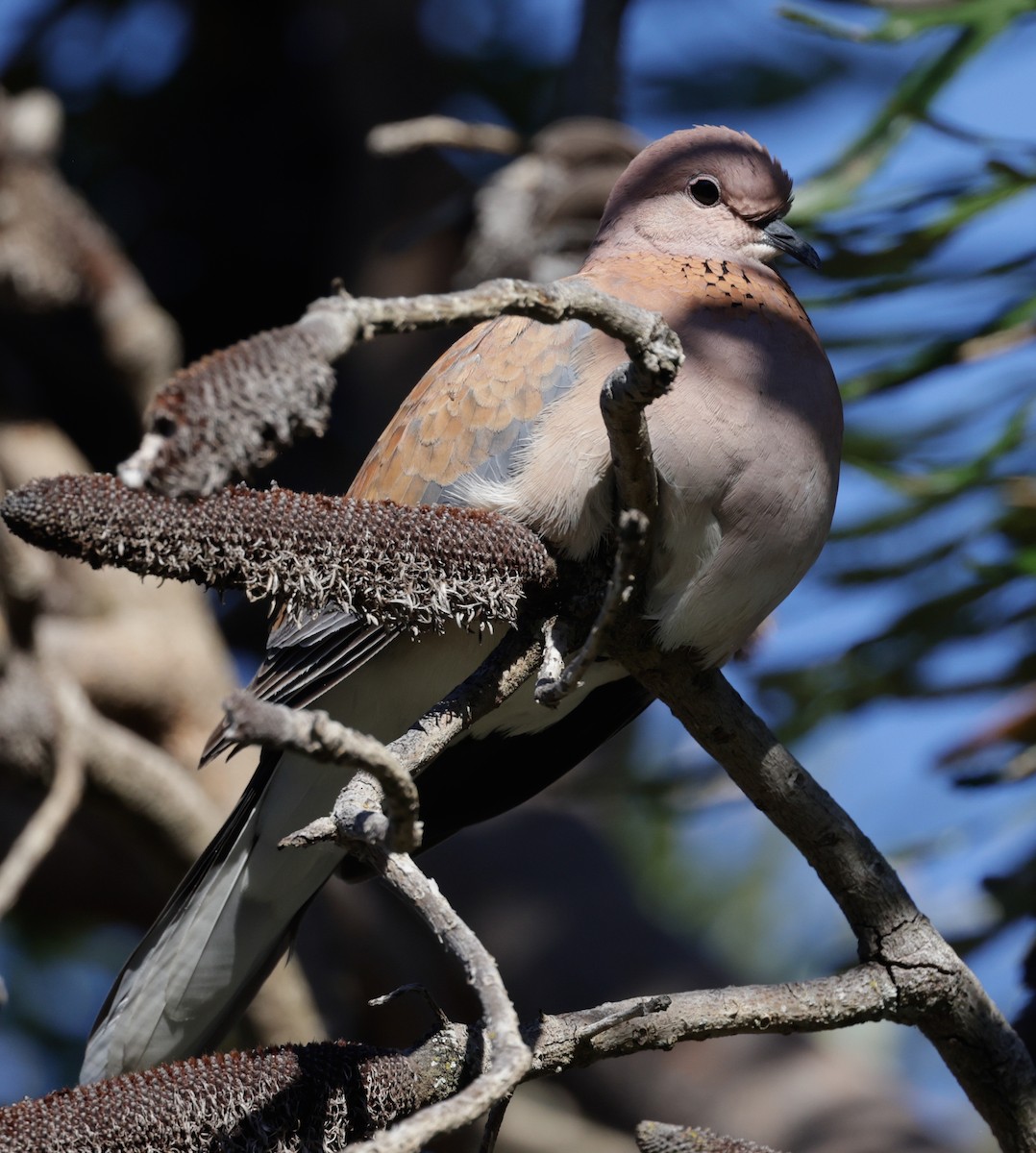 Tórtola Senegalesa - ML644303167