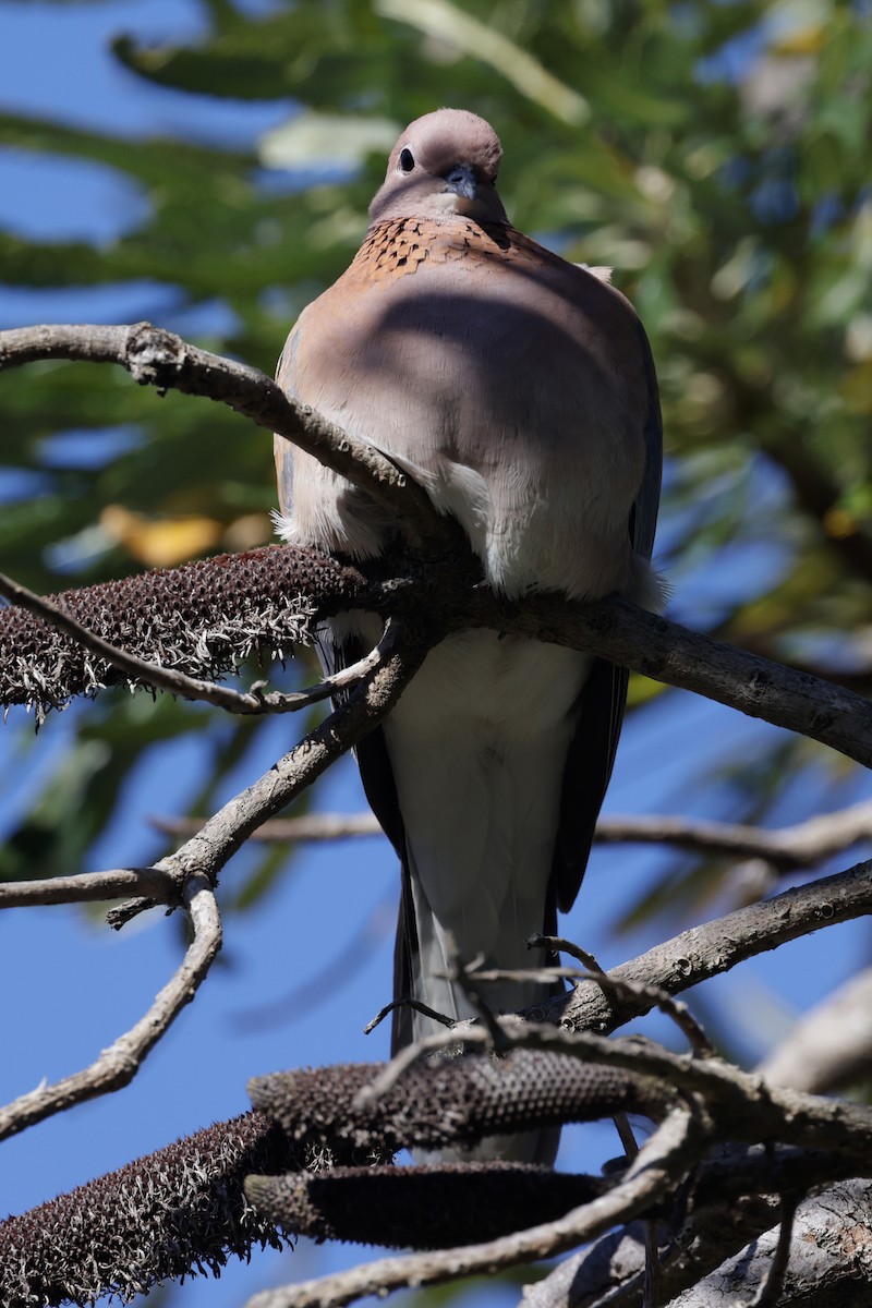 Tórtola Senegalesa - ML644303168