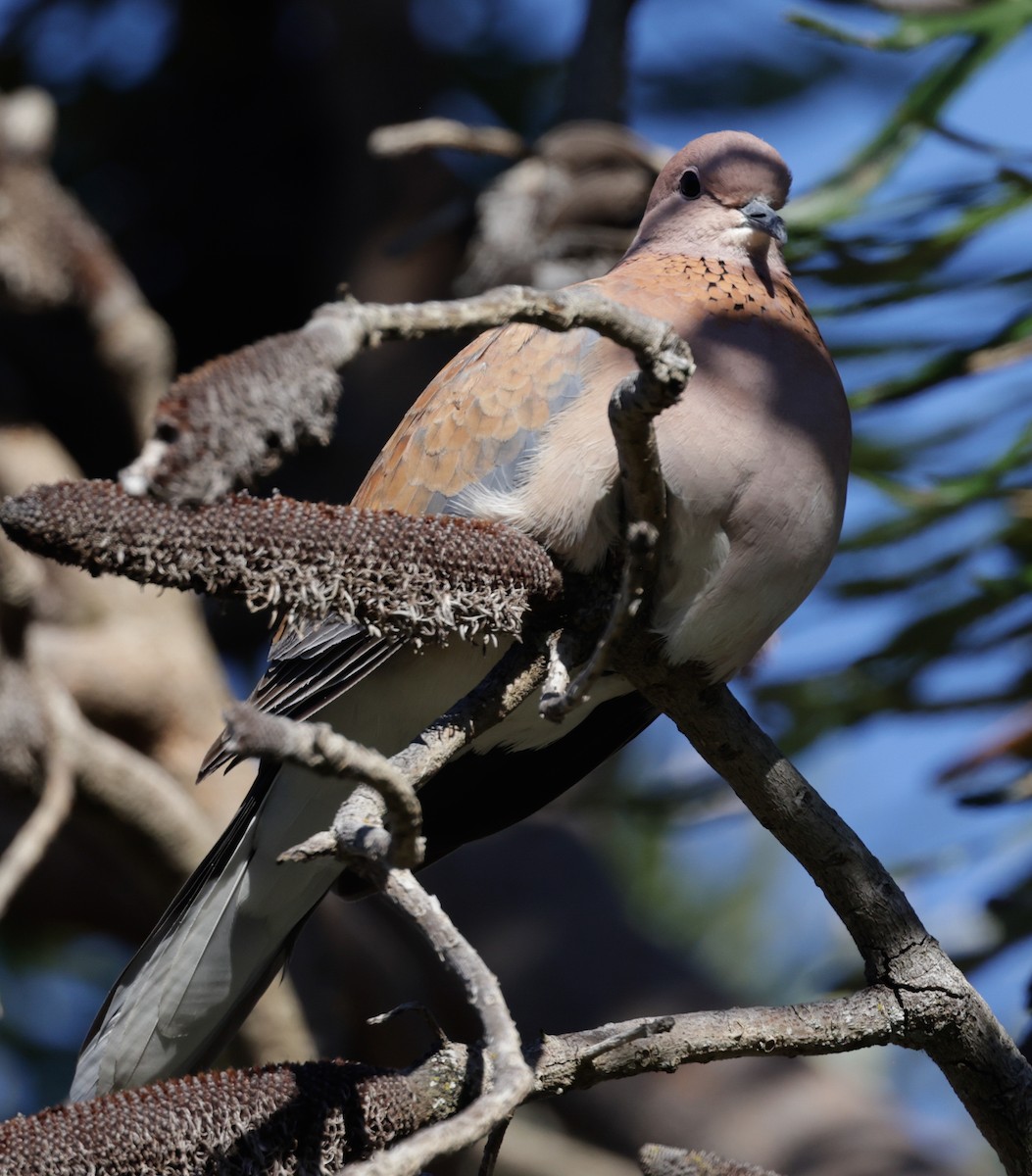 Tórtola Senegalesa - ML644303169