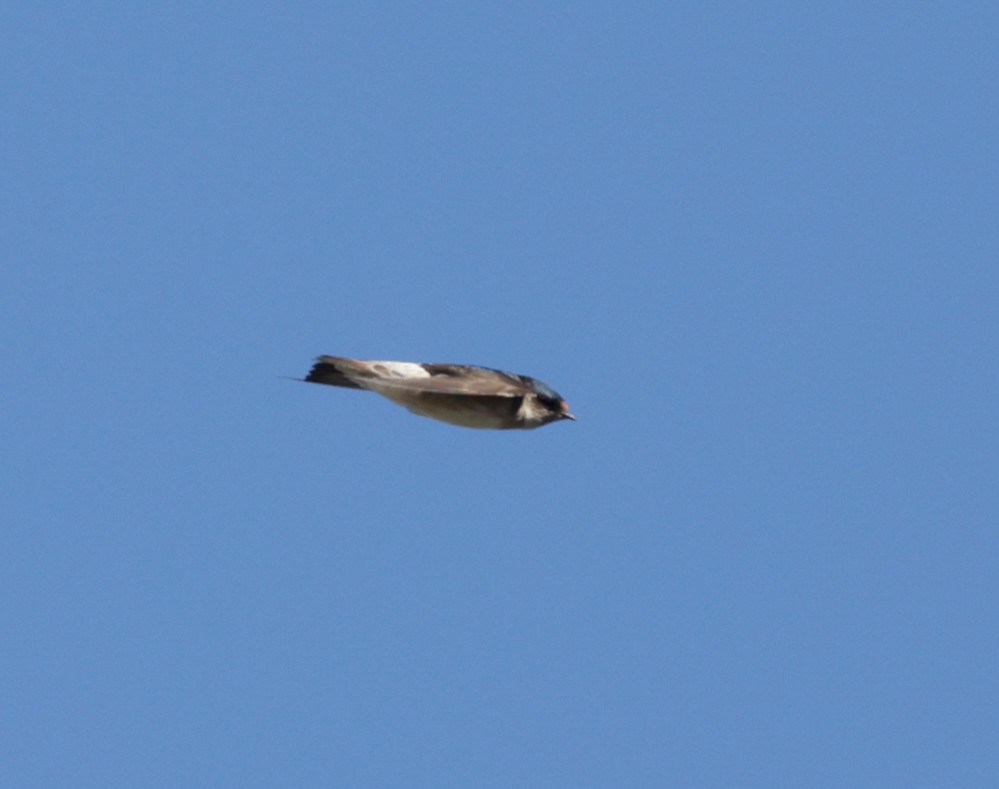 Tree Martin - ML644303180