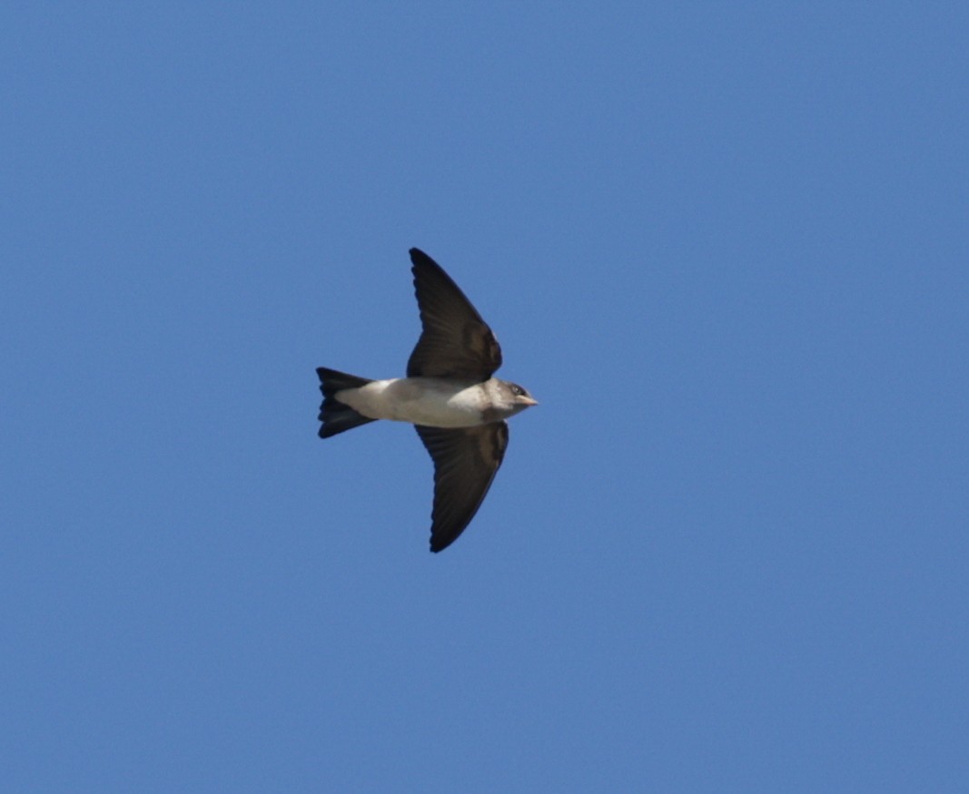 Tree Martin - ML644303182